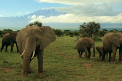 Elefanten vor Kilimandscharo 2