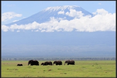 Elefanten vor Kilimandscharo 3