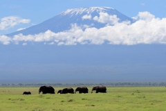 Elefanten vor Kilimandscharo