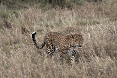 Gepard