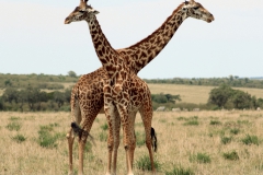 Giraffen